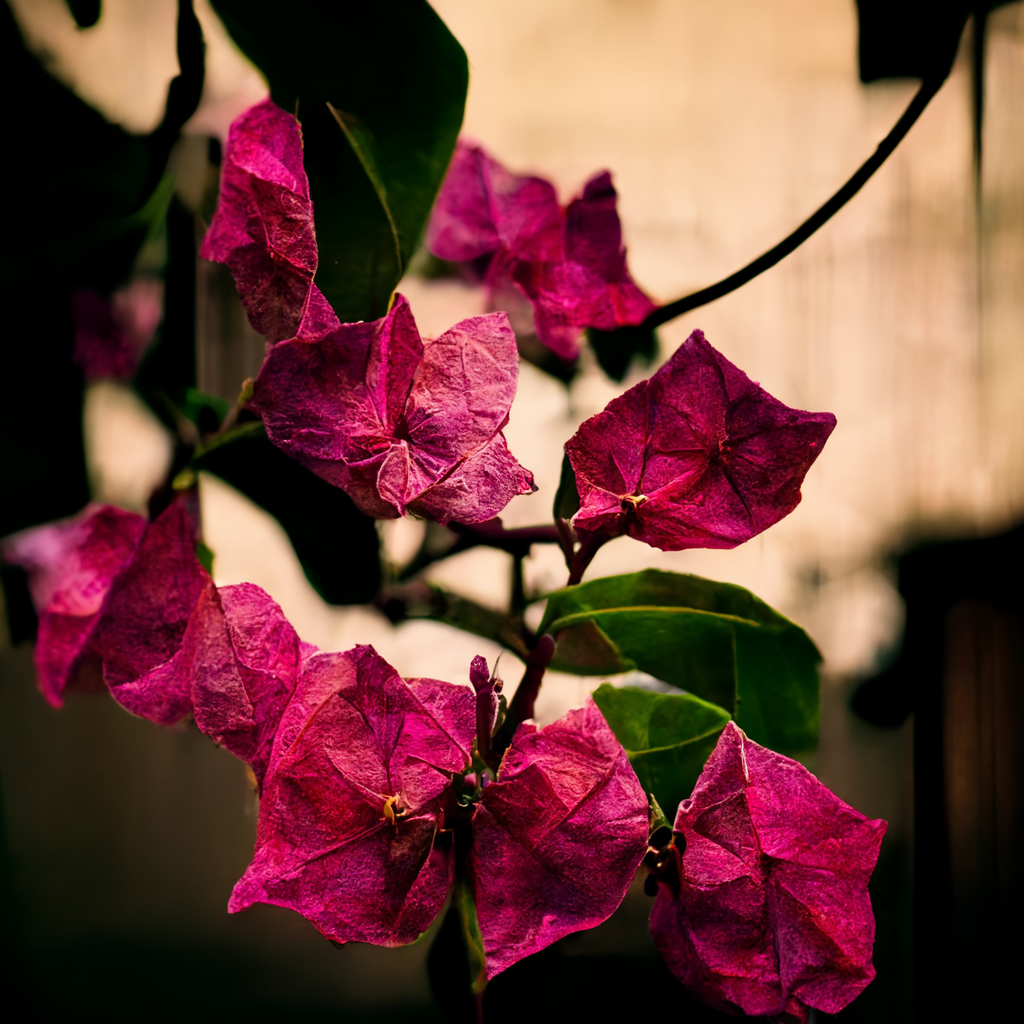stephentalla Your bougainvillea that has since entwined And fra 80ecdae9 dc93 4ce1 9e2d 28571cc118d2 XLVII